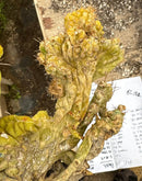 #EC182 EXACT Trichocereus Bridgesii Monstrose Crest  TLC TBMC Cactus