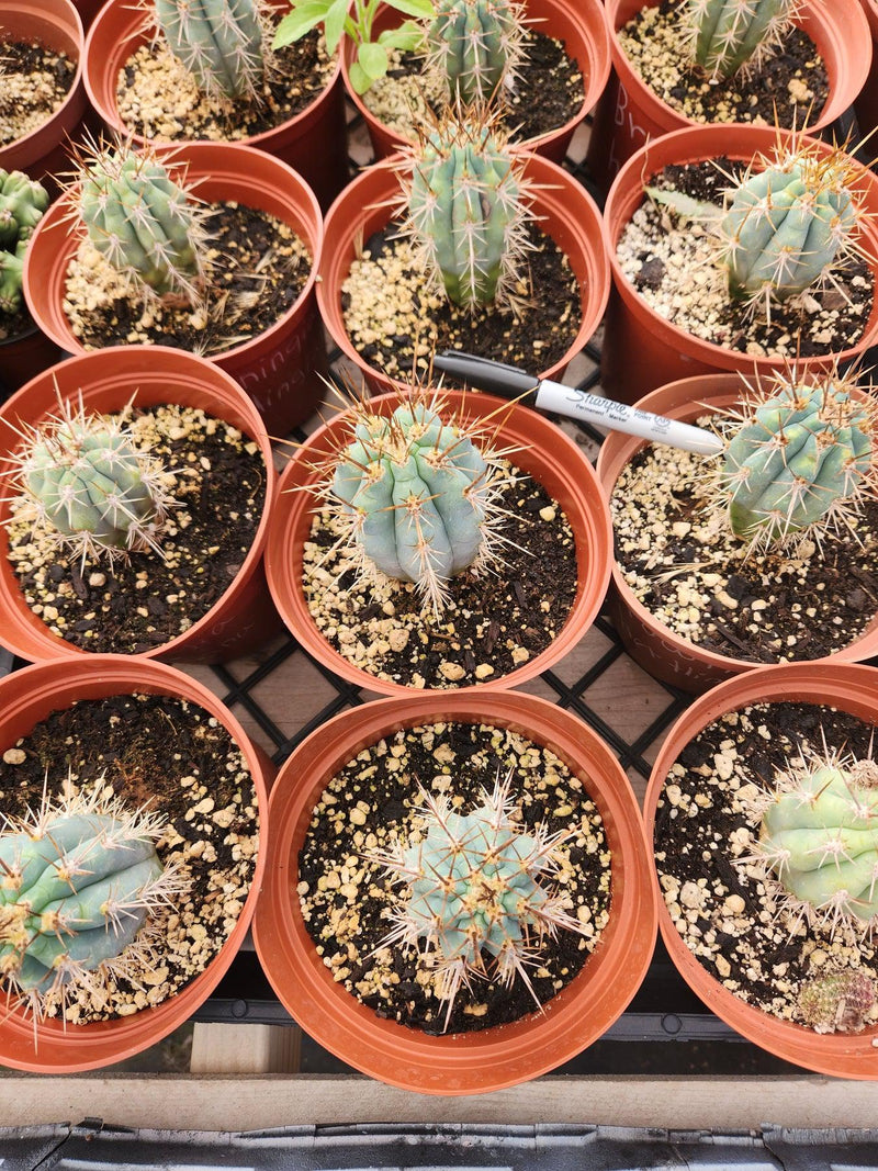 #EC183 EXACT Browningia Hertlingiana  Ornamental Cactus