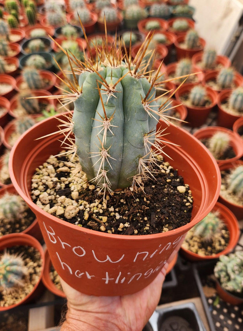 #EC183 EXACT Browningia Hertlingiana  Ornamental Cactus