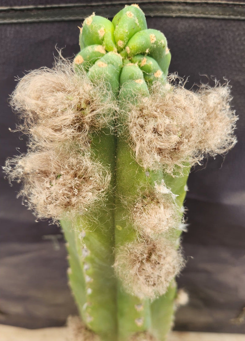 #EC185 EXACT Trichocereus BARGAIN SPECIAL Cactus Cuttings