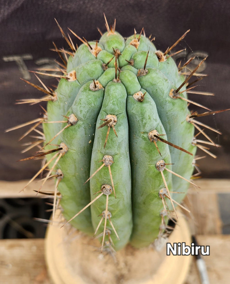 #EC185 EXACT Trichocereus BARGAIN SPECIAL Cactus Cuttings