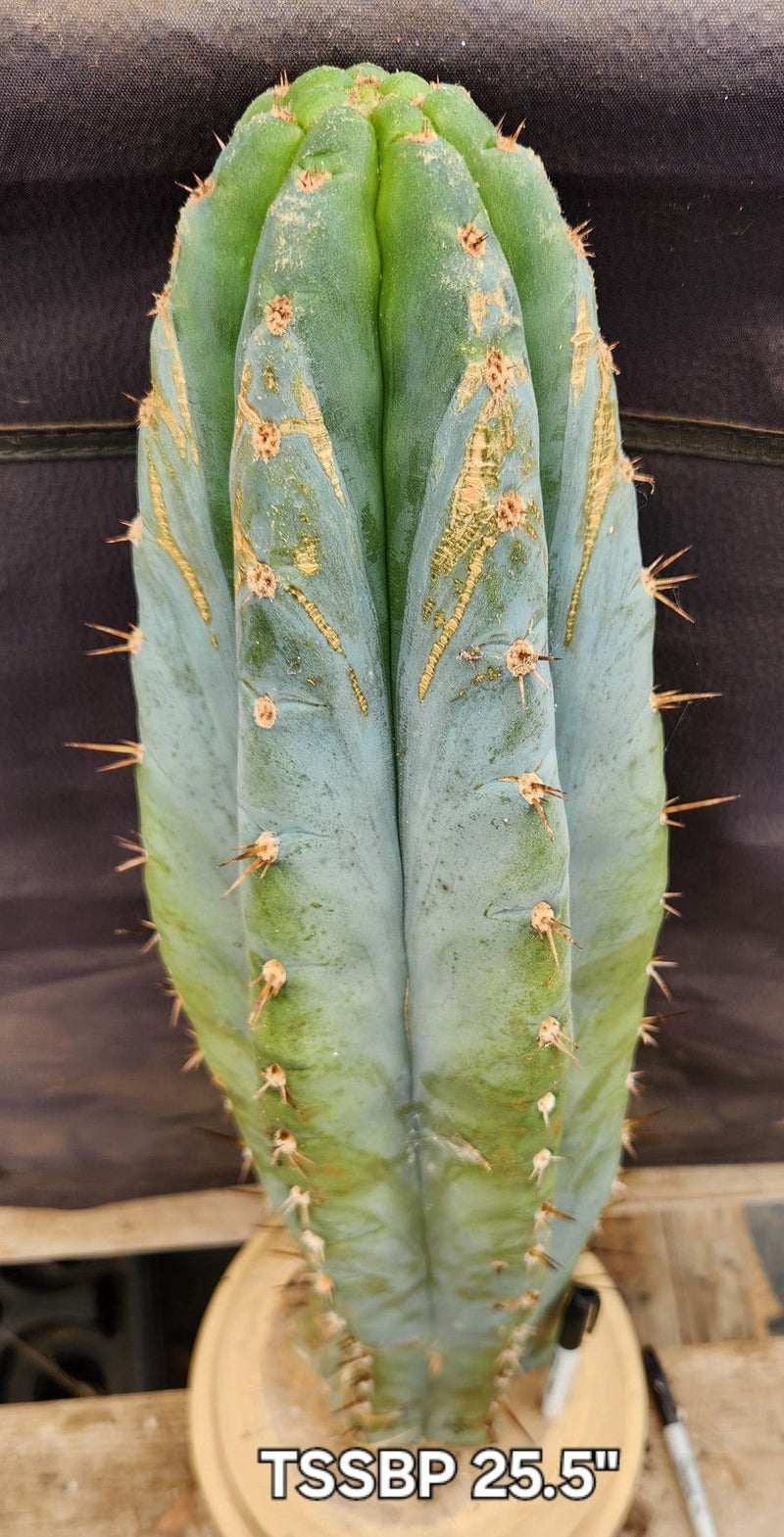 #EC185 EXACT Trichocereus BARGAIN SPECIAL Cactus Cuttings