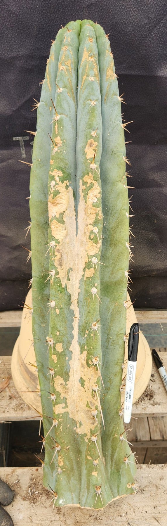 #EC185 EXACT Trichocereus BARGAIN SPECIAL Cactus Cuttings