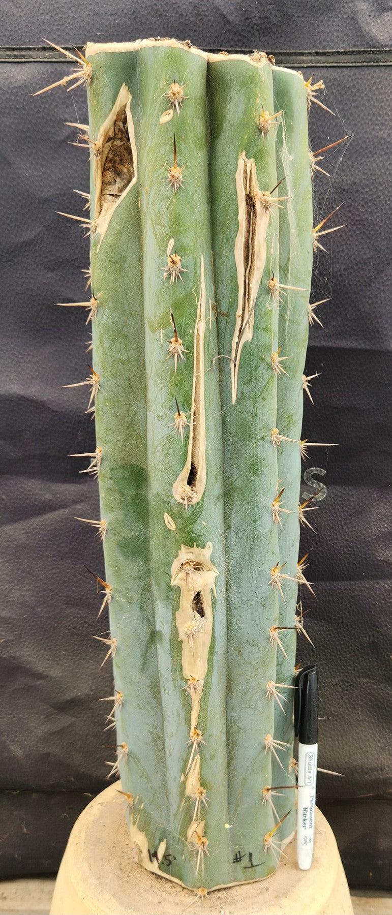 #EC185 EXACT Trichocereus BARGAIN SPECIAL Cactus Cuttings