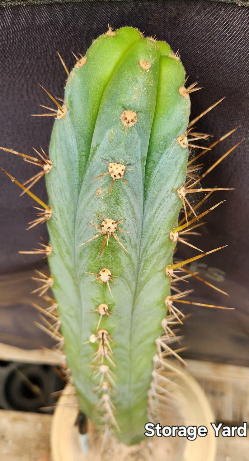 #EC185 EXACT Trichocereus BARGAIN SPECIAL Cactus Cuttings