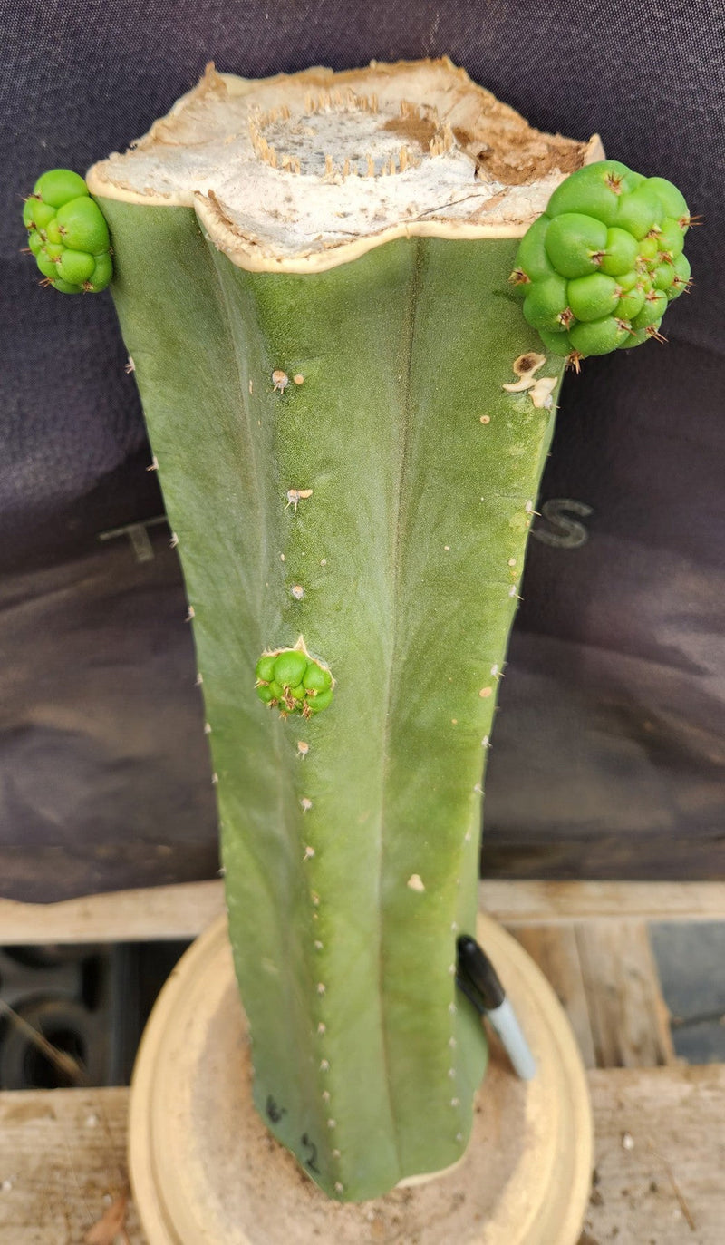 #EC185 EXACT Trichocereus BARGAIN SPECIAL Cactus Cuttings