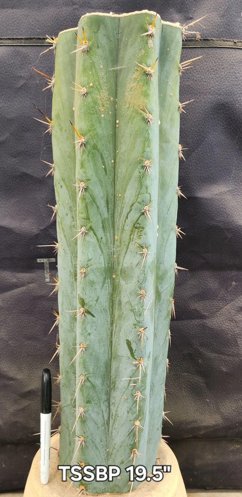 #EC185 EXACT Trichocereus BARGAIN SPECIAL Cactus Cuttings