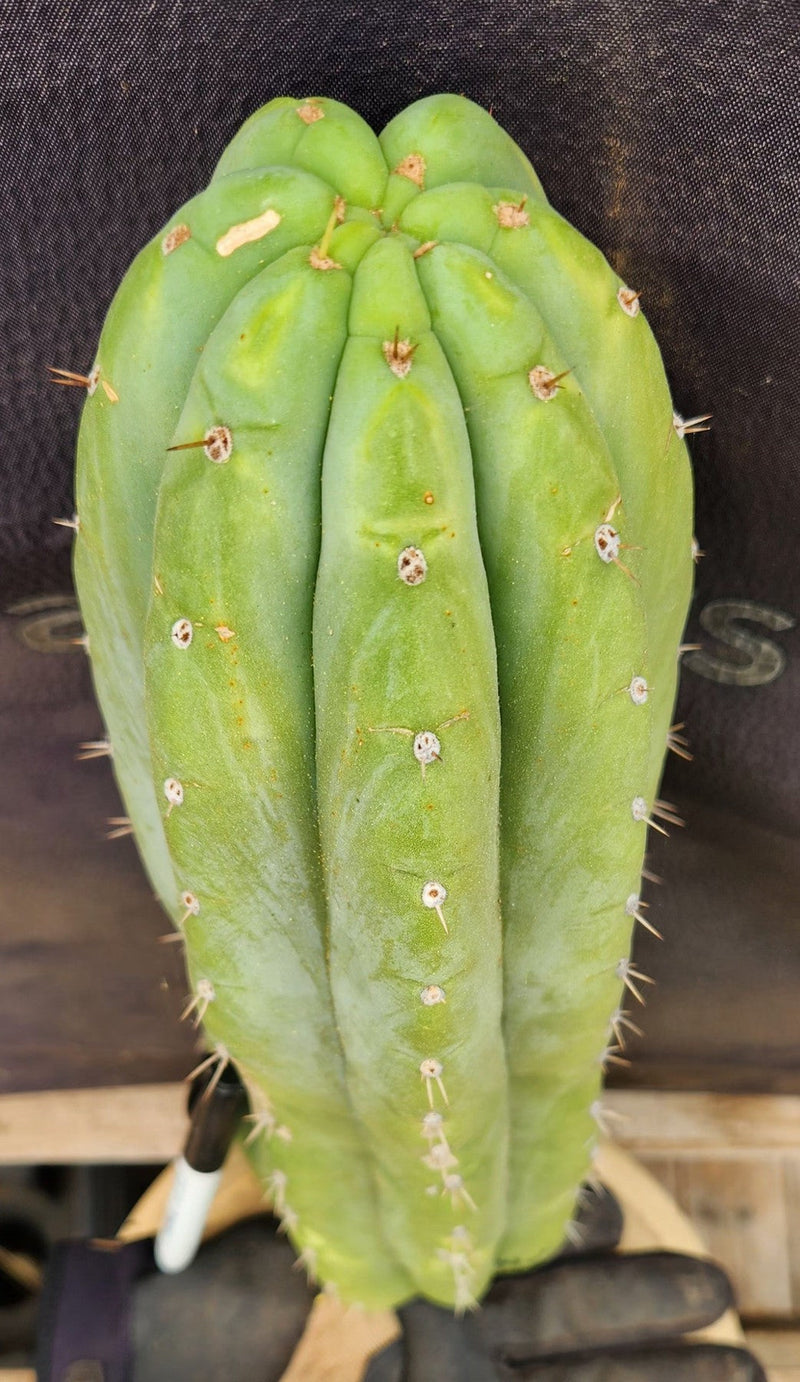 #EC185 EXACT Trichocereus BARGAIN SPECIAL Cactus Cuttings