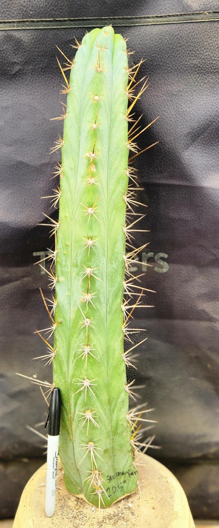 #EC185 EXACT Trichocereus BARGAIN SPECIAL Cactus Cuttings