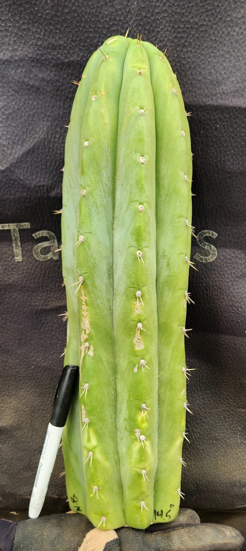 #EC185 EXACT Trichocereus BARGAIN SPECIAL Cactus Cuttings