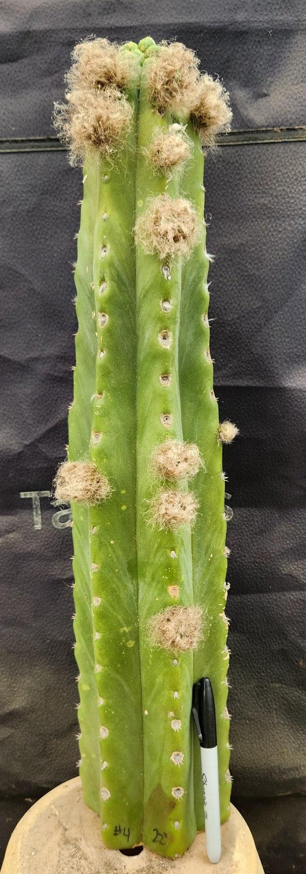 #EC185 EXACT Trichocereus BARGAIN SPECIAL Cactus Cuttings