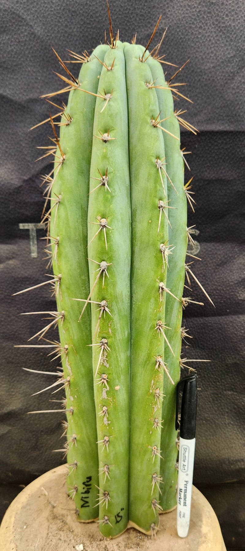 #EC185 EXACT Trichocereus BARGAIN SPECIAL Cactus Cuttings