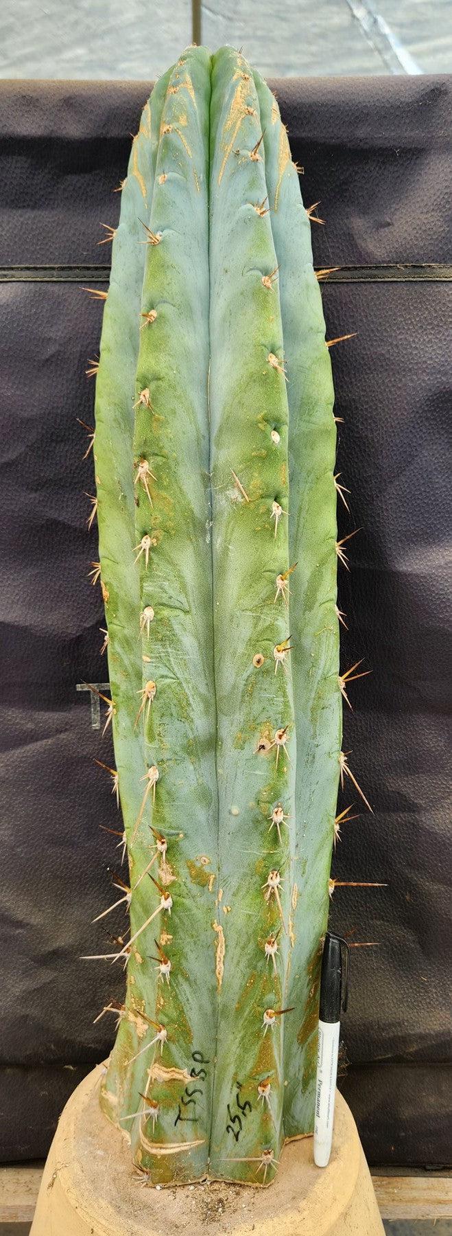 #EC185 EXACT Trichocereus BARGAIN SPECIAL Cactus Cuttings