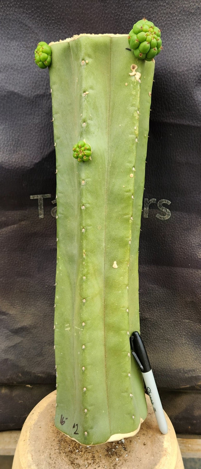 #EC185 EXACT Trichocereus BARGAIN SPECIAL Cactus Cuttings