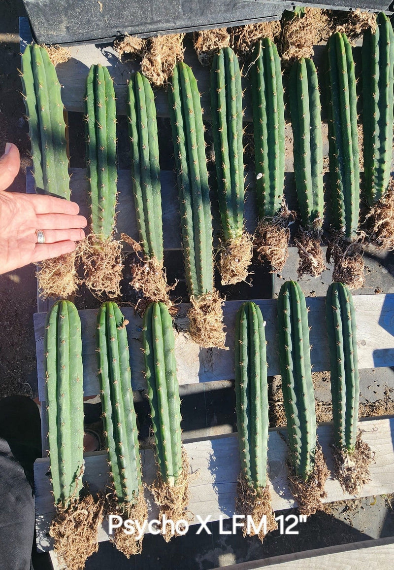 #EC185 EXACT Trichocereus Hybrid BARGAIN SPECIAL Cactus Bare Root & potted Specimens