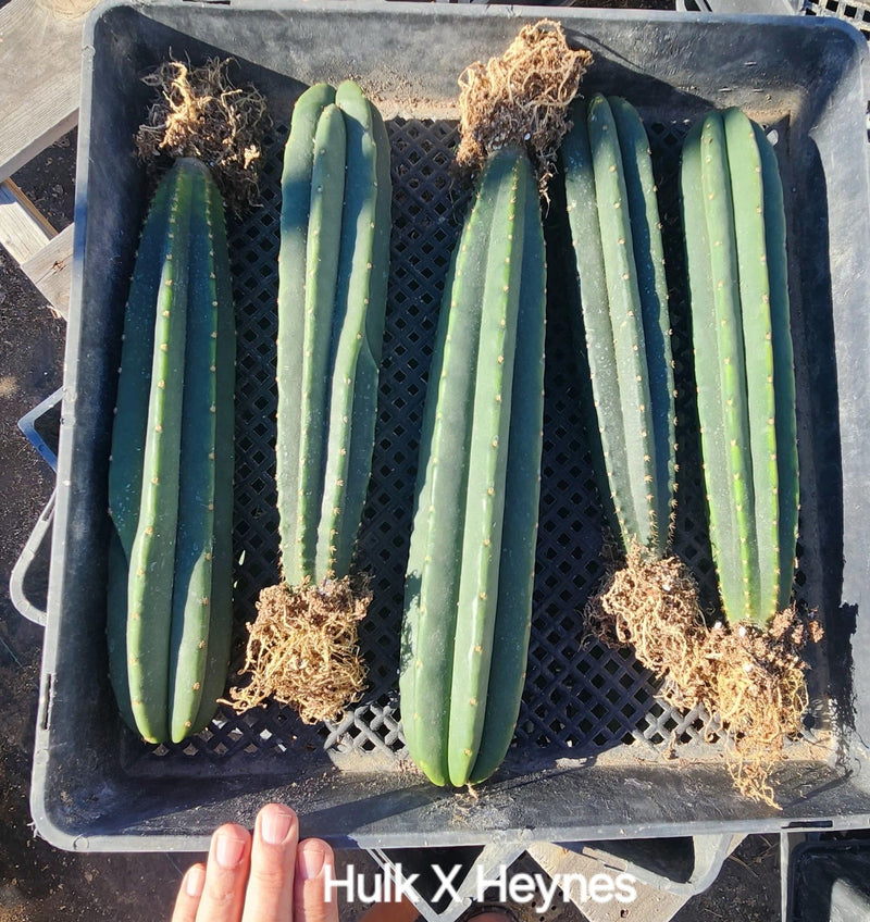 #EC185 EXACT Trichocereus Hybrid BARGAIN SPECIAL Cactus Bare Root & potted Specimens