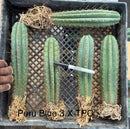 #EC185 Trichocereus Hybrid BARGAIN SPECIAL (1 unit) Cactus Bare Root Specimens