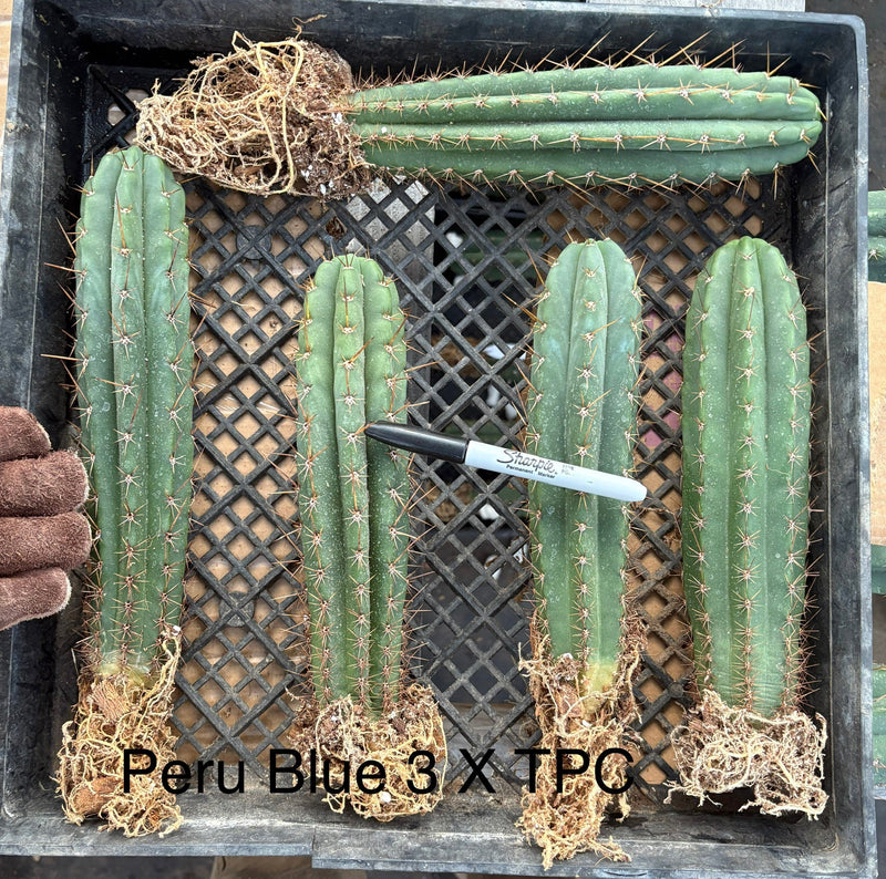 #EC185 Trichocereus Hybrid BARGAIN SPECIAL (1 unit) Cactus Bare Root Specimens