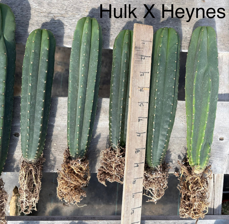 #EC185 Trichocereus Hybrid BARGAIN SPECIAL (1 unit) Cactus Bare Root Specimens