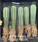 #EC185 Trichocereus Hybrid BARGAIN SPECIAL (1 unit) Cactus Bare Root Specimens