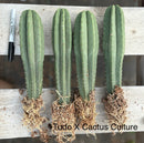 #EC185 Trichocereus Hybrid BARGAIN SPECIAL (1 unit) Cactus Bare Root Specimens