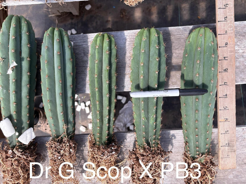 #EC185 Trichocereus Hybrid BARGAIN SPECIAL (1 unit) Cactus Bare Root Specimens
