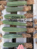 #EC185 Trichocereus Hybrid BARGAIN SPECIAL (1 unit) Cactus Bare Root Specimens