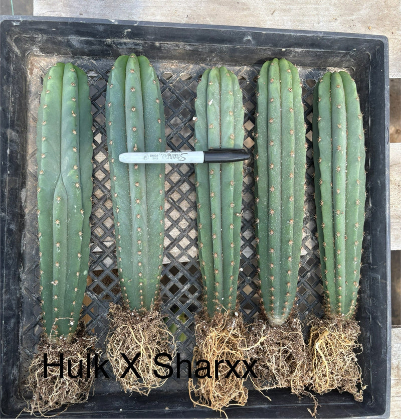 #EC185 Trichocereus Hybrid BARGAIN SPECIAL (1 unit) Cactus Bare Root Specimens