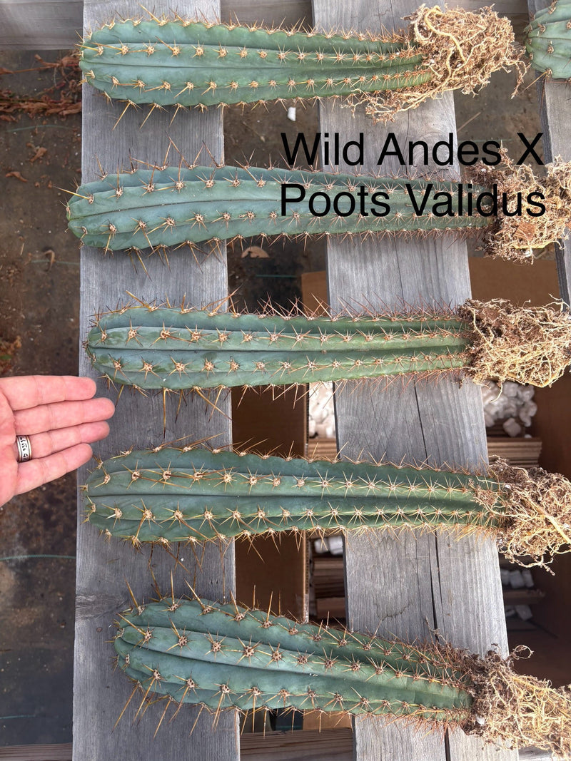 #EC185 Trichocereus Hybrid BARGAIN SPECIAL (1 unit) Cactus Bare Root Specimens
