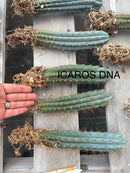 #EC185 Trichocereus Hybrid BARGAIN SPECIAL (1 unit) Cactus Bare Root Specimens