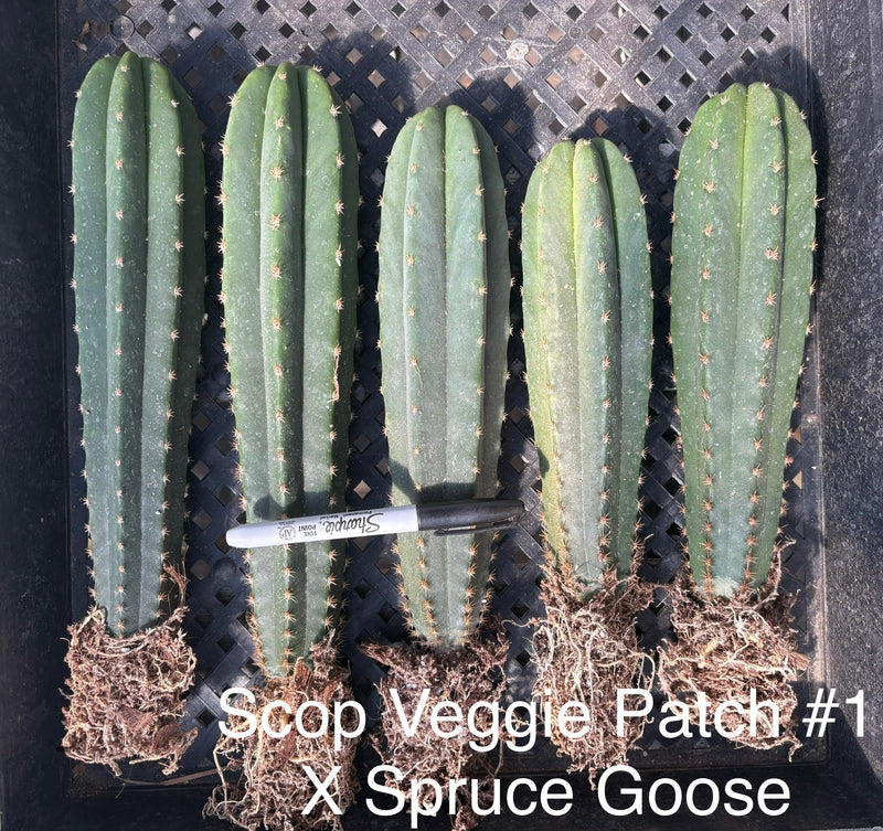#EC185 Trichocereus Hybrid BARGAIN SPECIAL (1 unit) Cactus Bare Root Specimens