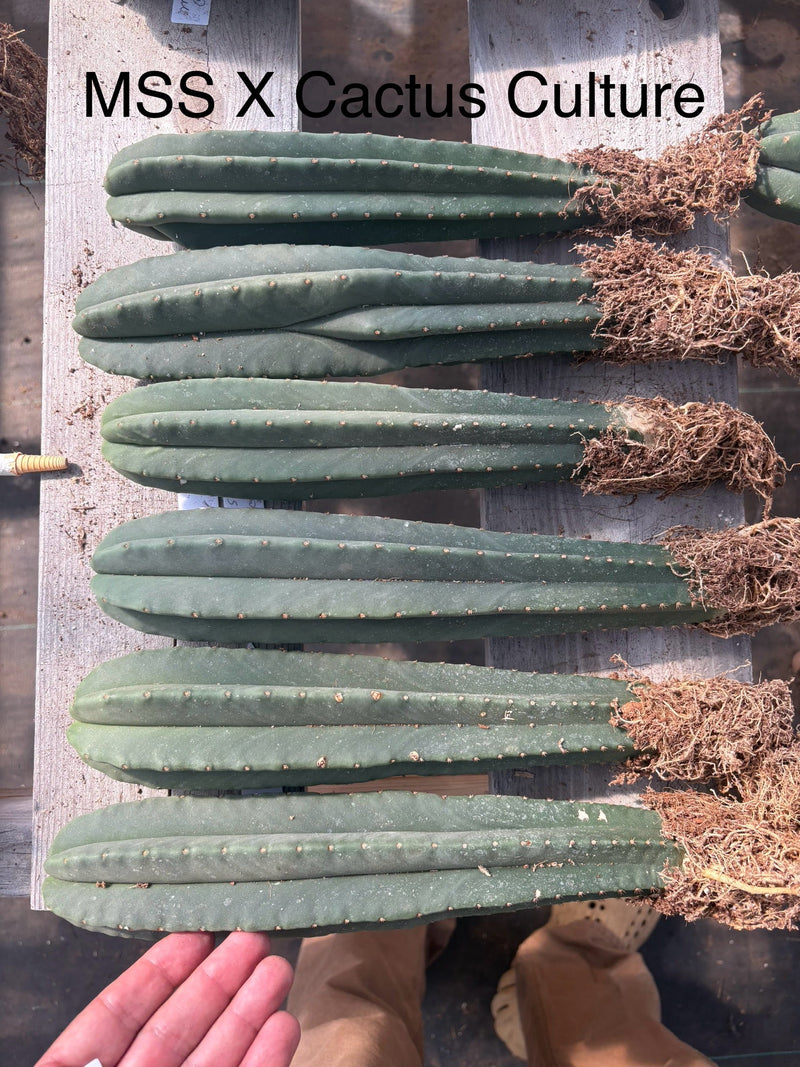 #EC185 Trichocereus Hybrid BARGAIN SPECIAL (1 unit) Cactus Bare Root Specimens