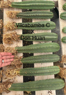 #EC185 Trichocereus Hybrid BARGAIN SPECIAL (1 unit) Cactus Bare Root Specimens