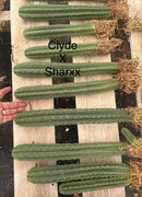 #EC185 Trichocereus Hybrid BARGAIN SPECIAL (1 unit) Cactus Bare Root Specimens