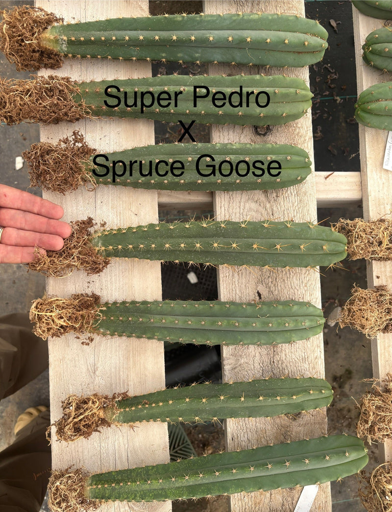 #EC185 Trichocereus Hybrid BARGAIN SPECIAL (1 unit) Cactus Bare Root Specimens