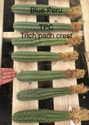 #EC185 Trichocereus Hybrid BARGAIN SPECIAL (1 unit) Cactus Bare Root Specimens