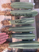 #EC185 Trichocereus Hybrid BARGAIN SPECIAL (1 unit) Cactus Bare Root Specimens