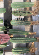 #EC185 Trichocereus Hybrid BARGAIN SPECIAL (1 unit) Cactus Bare Root Specimens