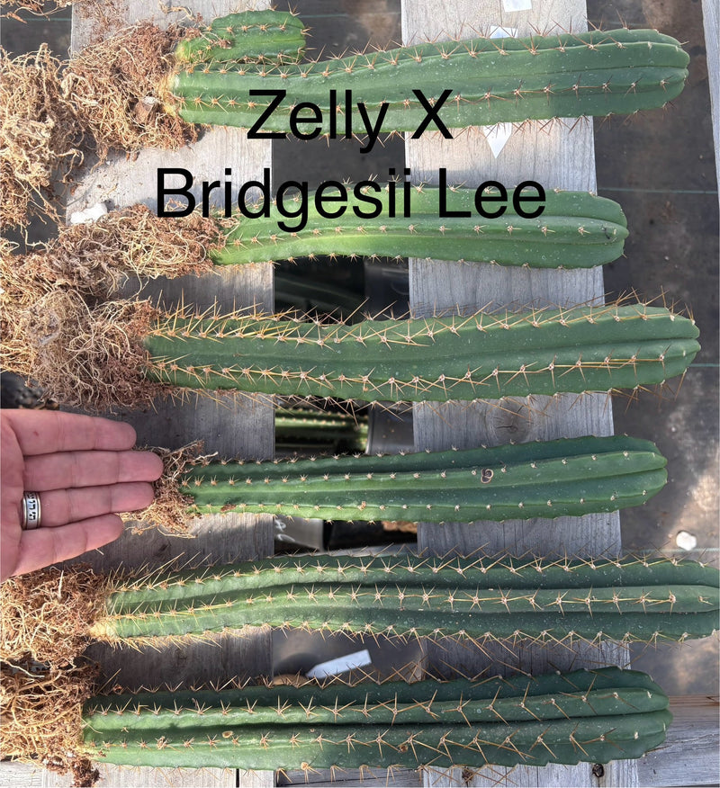 #EC185 Trichocereus Hybrid BARGAIN SPECIAL (1 unit) Cactus Bare Root Specimens