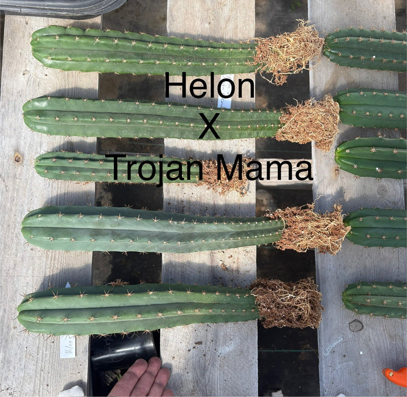 #EC185 Trichocereus Hybrid BARGAIN SPECIAL (1 unit) Cactus Bare Root Specimens