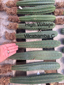 #EC185 Trichocereus Hybrid BARGAIN SPECIAL (1 unit) Cactus Bare Root Specimens