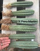 #EC185 Trichocereus Hybrid BARGAIN SPECIAL (1 unit) Cactus Bare Root Specimens
