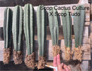#EC185 Trichocereus Hybrid BARGAIN SPECIAL (1 unit) Cactus Bare Root Specimens