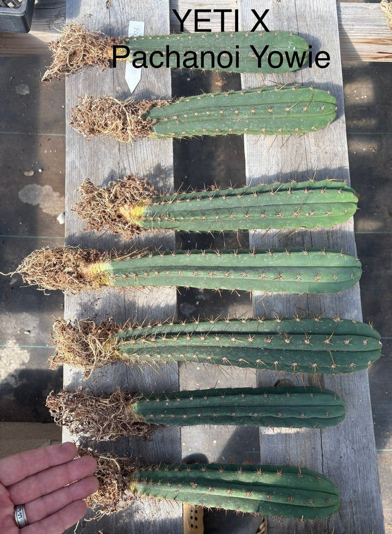 #EC185 Trichocereus Hybrid BARGAIN SPECIAL (1 unit) Cactus Bare Root Specimens