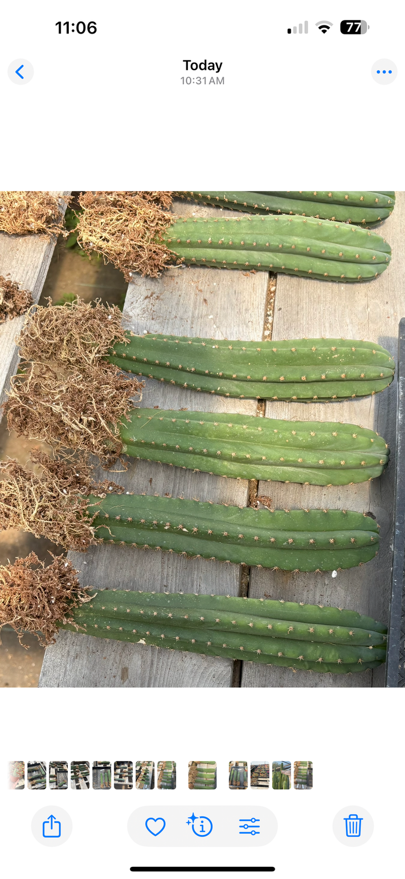 #EC185 Trichocereus Hybrid BARGAIN SPECIAL (1 unit) Cactus Bare Root Specimens
