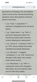 #EC185 Trichocereus Hybrid BARGAIN SPECIAL (1 unit) Cactus Bare Root Specimens