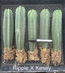 #EC185 Trichocereus Hybrid BARGAIN SPECIAL (1 unit) Cactus Bare Root Specimens