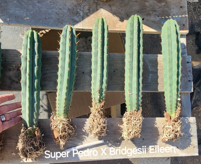 #EC185 Trichocereus Hybrid BARGAIN SPECIAL (1 unit) Cactus Bare Root Specimens