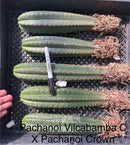 #EC185 Trichocereus Hybrid BARGAIN SPECIAL (1 unit) Cactus Bare Root Specimens