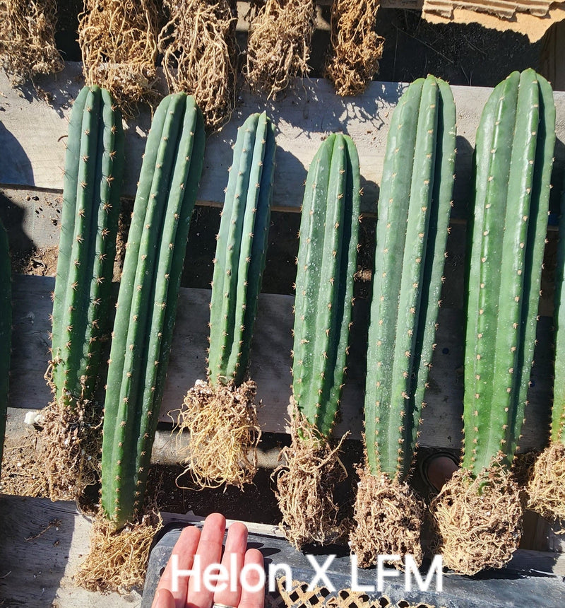 #EC185 Trichocereus Hybrid BARGAIN SPECIAL (1 unit) Cactus Bare Root Specimens